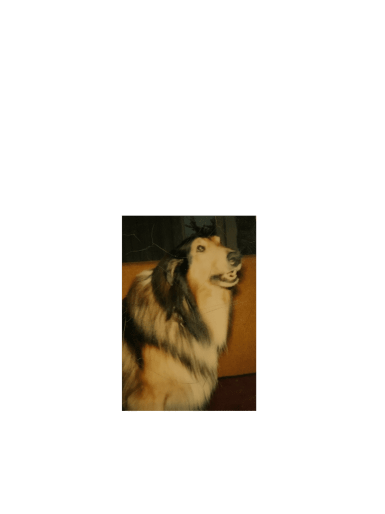 my childhood dog laddy boy